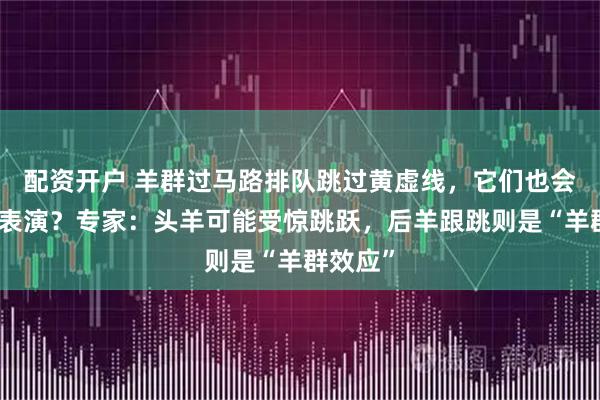 配资开户 羊群过马路排队跳过黄虚线,它们也会无实物表演?专家:头羊可能受惊跳跃,后羊跟跳则是“羊群效应”